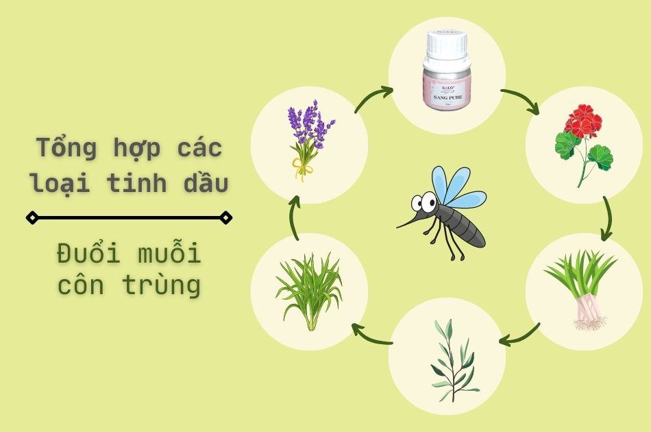 Các loại tinh dầu đuổi muỗi và côn trùng