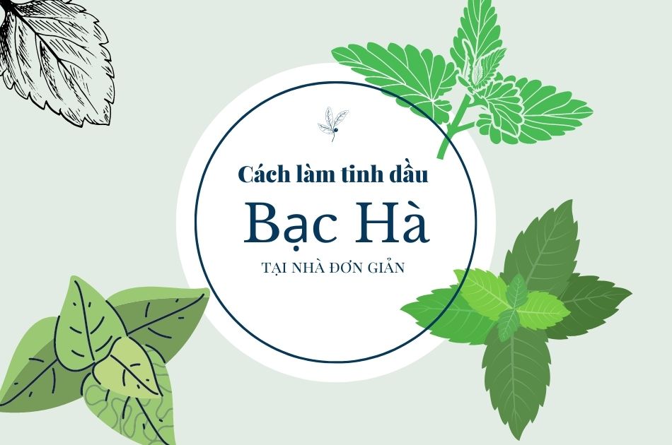 Cách làm tinh dầu bạc hà tại nhà đơn giản