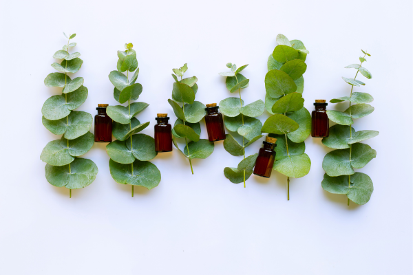 The use of eucalyptus essential oil 2
