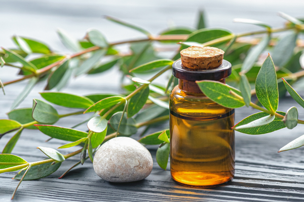 essential oils that repel mosquitoes 2